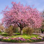 Sakura ozdobná (Prunus serrulata) ´KANZAN´ - výška 150-180 cm, kont. C25L/C30L - NA KMIENKU